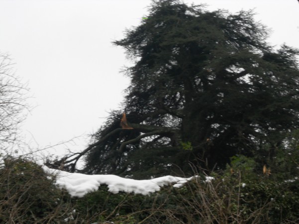 palazzo-caracciolo-danni-agli-alberi